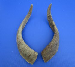 2 Raw African Goat Horns, 18-3/4 and 18 inches (1 right, 1 l left) for $14.00 each
