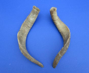 2 Raw African Goat Horns, 18-3/4 and 18 inches (1 right, 1 l left) for $14.00 each