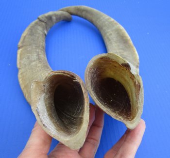 2 Raw African Goat Horns, 18-3/4 and 18 inches (1 right, 1 l left) for $14.00 each