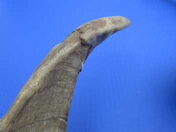 2 Raw African Goat Horns, 18-3/4 and 18 inches (1 right, 1 l left) for $14.00 each