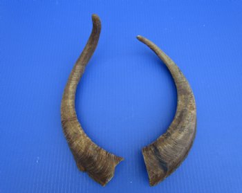 2 Raw African Goat Horns, 16-1/4 and 16-7/8 inches (1 right, 1 l left) for $14.00 each
