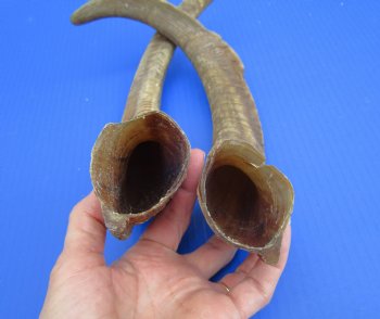 2 Raw African Goat Horns, 16-1/4 and 16-7/8 inches (1 right, 1 l left) for $14.00 each