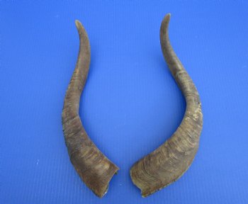 2 Raw African Goat Horns, 17-1/4 and 19-1/2 inches (1 right, 1 l left) for $14.00 each