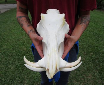 14 inches Authentic African Warthog Skull with 6-1/4 inches Tusks <font color=red> Grade B </font> - Buy for $139.99