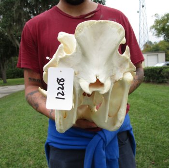 14 inches Authentic African Warthog Skull with 6-1/4 inches Tusks <font color=red> Grade B </font> - Buy for $139.99