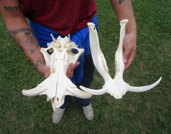14 inches Authentic African Warthog Skull with 6-1/4 inches Tusks <font color=red> Grade B </font> - Buy for $139.99
