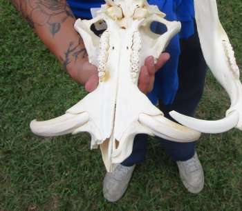 14 inches Authentic African Warthog Skull with 6-1/4 inches Tusks <font color=red> Grade B </font> - Buy for $139.99