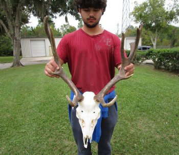 19 inches wide African Fallow Deer Skull with antlers  (REQUIRES A LARGE BOX)- You are buying this for $124.99