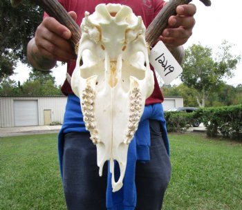 19 inches wide African Fallow Deer Skull with antlers  (REQUIRES A LARGE BOX)- You are buying this for $124.99