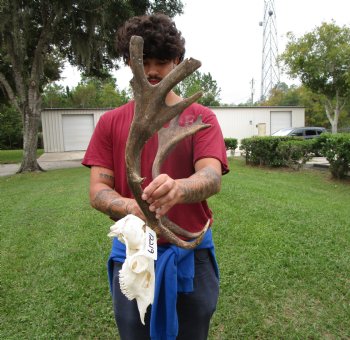 19 inches wide African Fallow Deer Skull with antlers  (REQUIRES A LARGE BOX)- You are buying this for $124.99