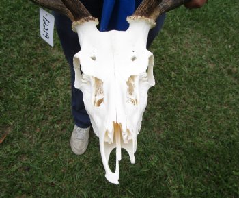 19 inches wide African Fallow Deer Skull with antlers  (REQUIRES A LARGE BOX)- You are buying this for $124.99