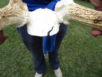 20 inches wide Fallow Deer Antlers on Skull Plate (crack) - Buy this one for $69.99