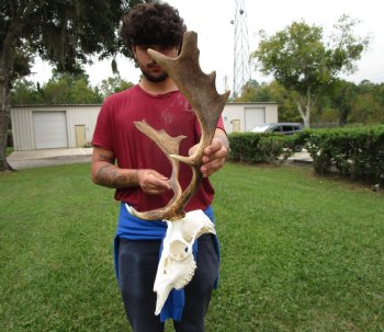21-1/2 inches wide African Fallow Deer Skull with antlers (REQUIRES A LARGE BOX) - You are buying this for $124.99