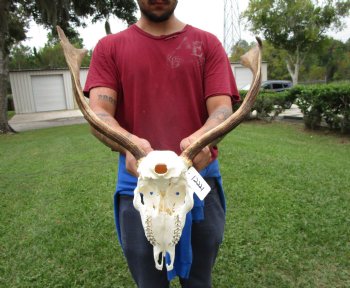 21-1/2 inches wide African Fallow Deer Skull with antlers (REQUIRES A LARGE BOX) - You are buying this for $124.99