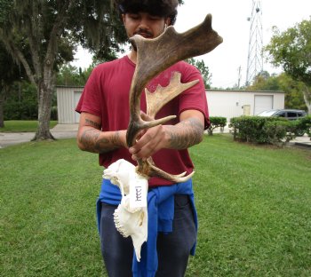 21-1/2 inches wide African Fallow Deer Skull with antlers (REQUIRES A LARGE BOX) - You are buying this for $124.99