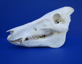 11 inches Authentic Georgia Wild Boar, Hog Skull - Buy this one for $69.99