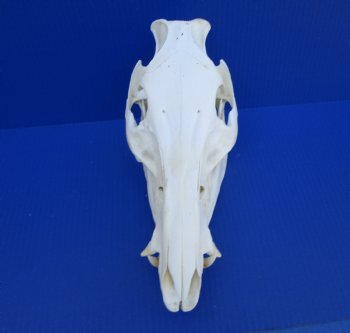 11 inches Authentic Georgia Wild Boar, Hog Skull - Buy this one for $69.99