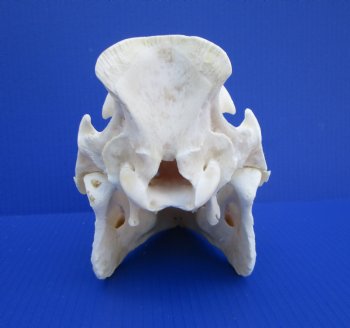 11 inches Authentic Georgia Wild Boar, Hog Skull - Buy this one for $69.99