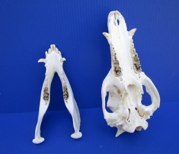 11 inches Authentic Georgia Wild Boar, Hog Skull - Buy this one for $69.99