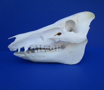 12 inches Authentic Georgia Wild Boar, Hog Skull <FONT COLOR=RED> Grade B Quality </font>- Buy this one for $59.99