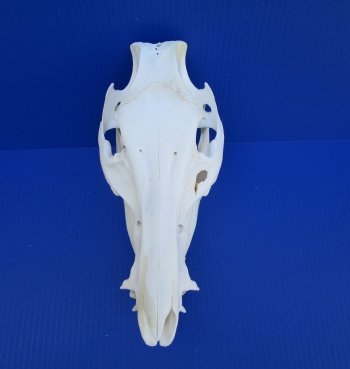 12 inches Authentic Georgia Wild Boar, Hog Skull <FONT COLOR=RED> Grade B Quality </font>- Buy this one for $59.99