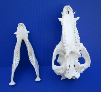 12 inches Authentic Georgia Wild Boar, Hog Skull <FONT COLOR=RED> Grade B Quality </font>- Buy this one for $59.99