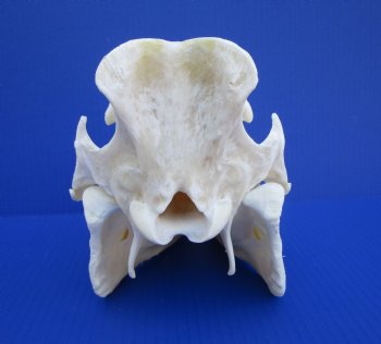 11 inches Authentic Georgia Wild Boar, Hog Skull - Buy this one for $69.99