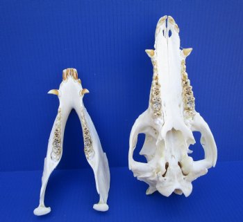 11 inches Authentic Georgia Wild Boar, Hog Skull - Buy this one for $69.99