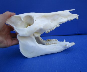 8-3/4 inches Real Georgia Wild Boar Skull for Sale for $49.99