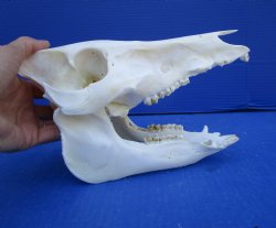 8-3/4 inches Real Georgia Wild Boar Skull for Sale for $49.99