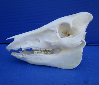 8-3/4 inches Real Georgia Wild Boar Skull for Sale for $49.99