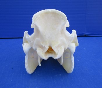 8-3/4 inches Real Georgia Wild Boar Skull for Sale for $49.99