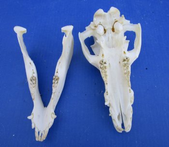 8-3/4 inches Real Georgia Wild Boar Skull for Sale for $49.99