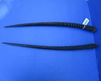 2 African Gemsbok Horns, Oryx Hons for Sale 31-3/4 and 32-1/2 inches long - Buy these for $30.00 each