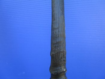 2 African Gemsbok Horns, Oryx Hons for Sale 31-3/4 and 32-1/2 inches long - Buy these for $30.00 each