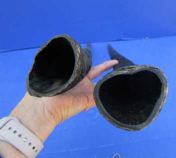 2 African Gemsbok Horns, Oryx Hons for Sale 31-1/2 and 31-7/8 inches long - Buy these for $30.00 each