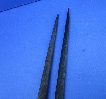 2 African Gemsbok Horns, Oryx Hons for Sale 32-3/4 and 33 inches long - Buy these for $30.00 each