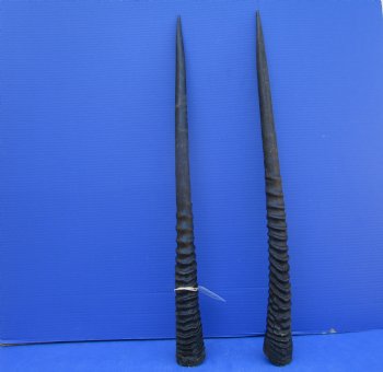 2 African Gemsbok Horns, Oryx Hons for Sale 29-3/4 inches long - Buy these for $30.00 each