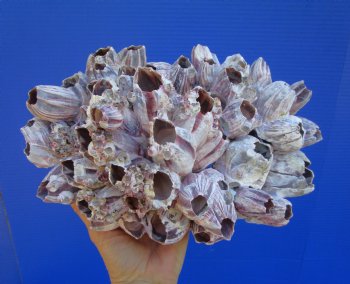10-1/2" Large Purple Barnacle Cluster with Clusters of Tiny Barnacles for $19.99
