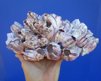 10-1/2" Large Purple Barnacle Cluster with Clusters of Tiny Barnacles for $19.99