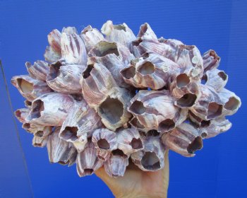 10-1/2" Large Purple Barnacle Cluster for Sale for $19.99