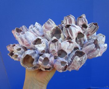 10-1/2" Large Purple Barnacle Cluster for Sale for $19.99