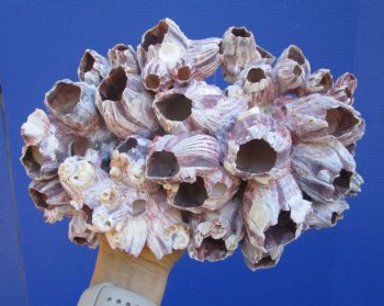 10-1/4" Large Purple Barnacle Cluster for Coastal Decor - Buy this one for $19.99