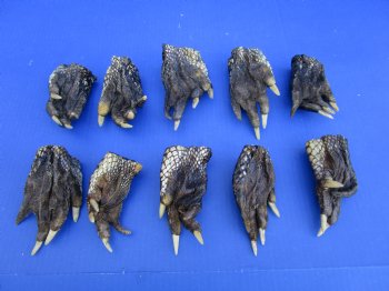 10 Preserved Alligator Feet, 4-1/2 to 5-1/4 inches - Buy these for $4.50 each