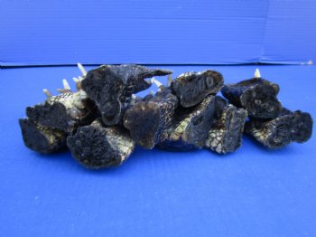 10 Preserved Alligator Feet, 4-1/2 to 5-1/4 inches - Buy these for $4.50 each