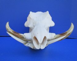 14-1/2 inches Large Warthog Skull with 8 inches Ivory Tusks - Buy this one for $159.99