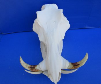 14-1/2 inches Large Warthog Skull with 8 inches Ivory Tusks - Buy this one for $159.99