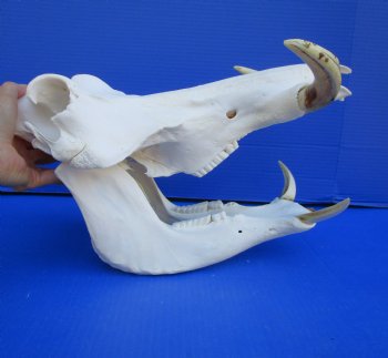 14-1/2 inches Large Warthog Skull with 8 inches Ivory Tusks - Buy this one for $159.99