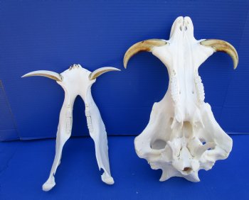 14-1/2 inches Large Warthog Skull with 8 inches Ivory Tusks - Buy this one for $159.99