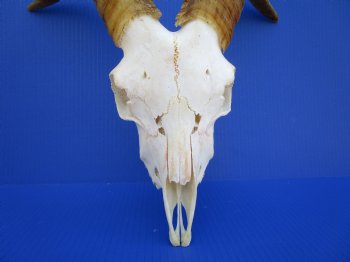 South African Angora Goat Skull with 13-7/8 and 14  inches Horns <FONT COLOR=RED> Good Quality</font> for $124.99